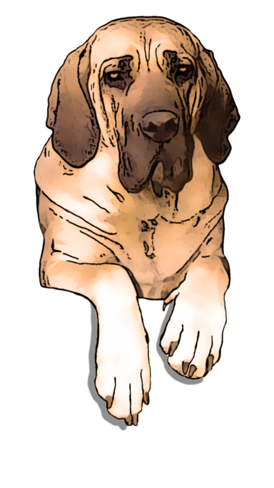fila brasileiro szuka fekszik