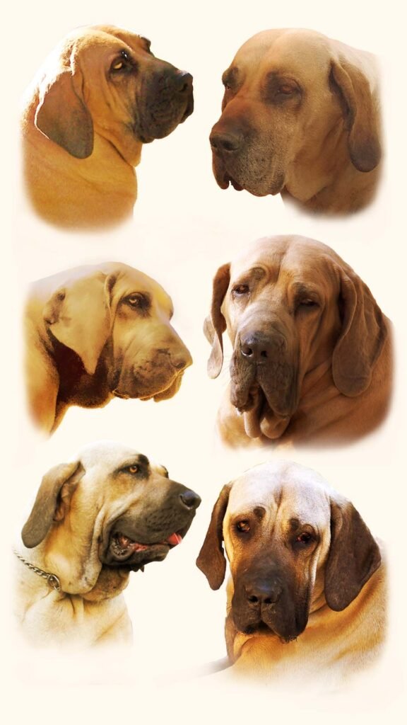 Fila brasileiro szukák