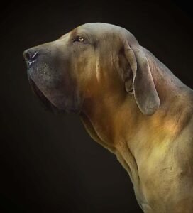 Caramburu Profil