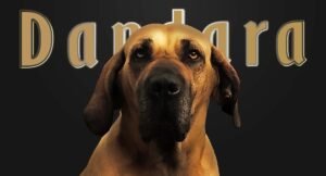 Dandara