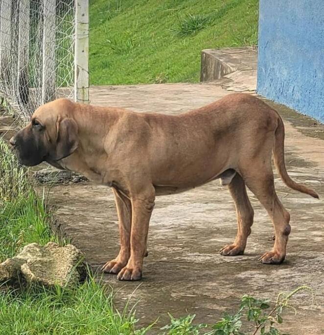 Típusos fila brasileiro kan