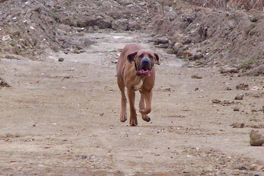 Fila brasileiro szuka vágtázik szemből