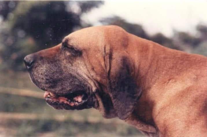 Balada do Ibituruna - típusos fila brasileiro fej