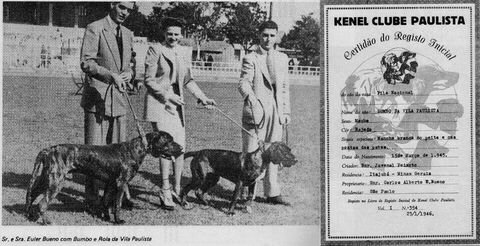 Fila brasileiro Bumbo és Rola a Vila Paulista kennelből