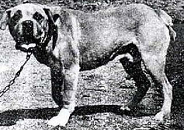 Terceira Mastiff