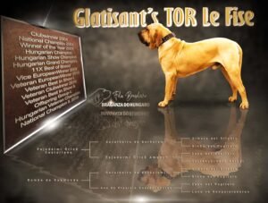 Tor 3 évesen + Pedigre
