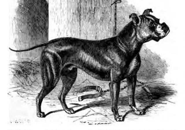 Buldog régi típusú