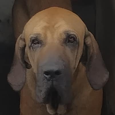 Típusos Fila brasileiro fej
