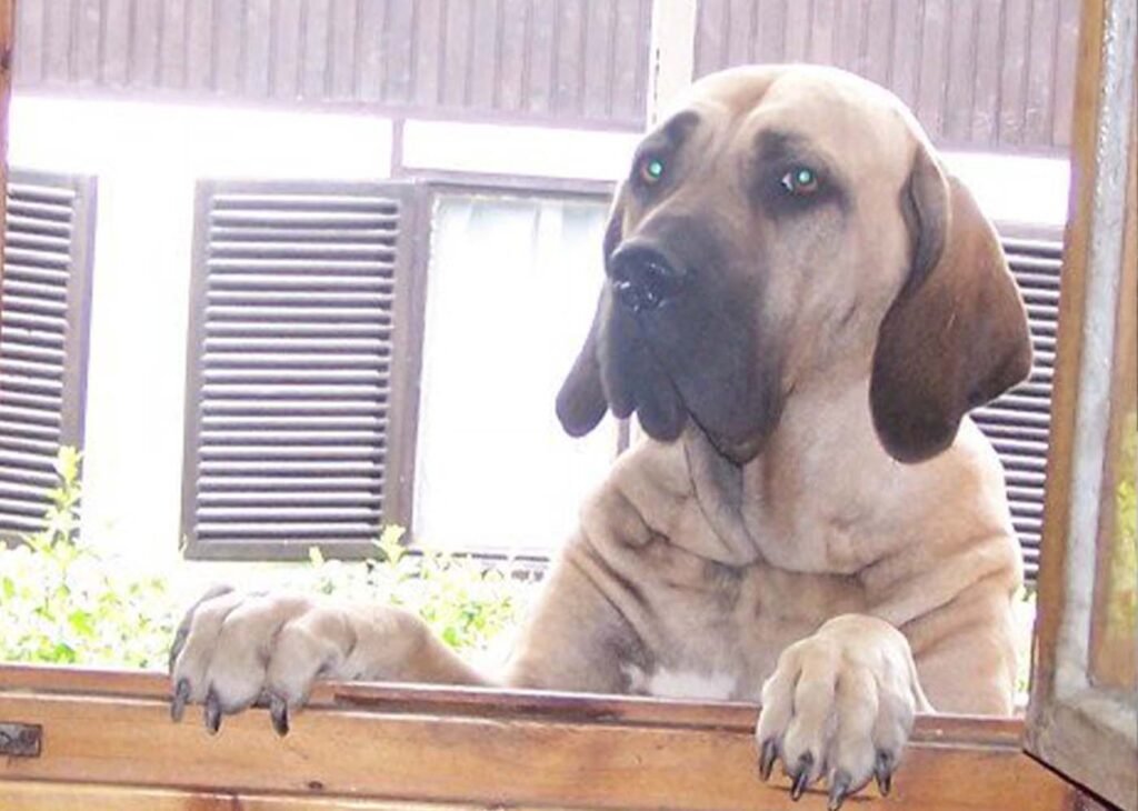 Fila brasileiro szuka benéz az ablakon