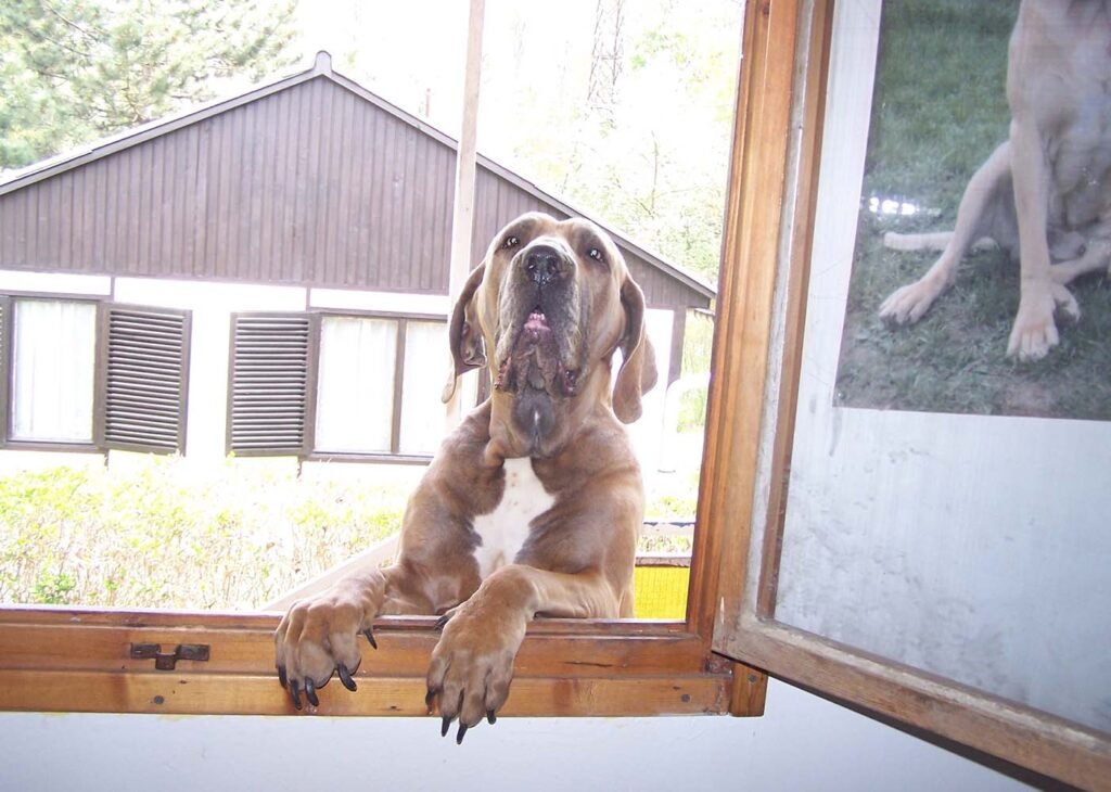 Fila brasileiro szuka benéz az ablakon