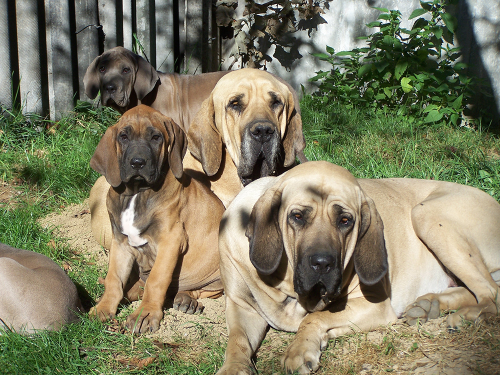 Fila brasileiro family: adult male, young bitch and puppies