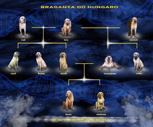 Fila brasileiro Braganza do Hungaro kennel Családfa