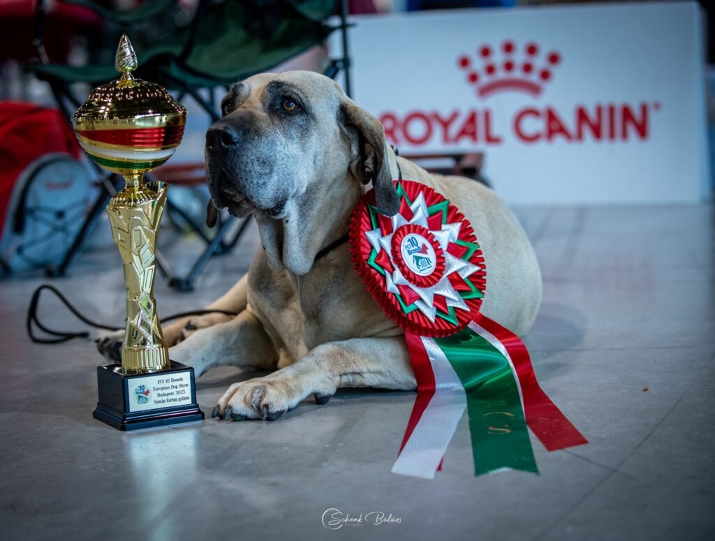 Dandara de Braganza do Hungaro Fila brasileiro 10 évesen