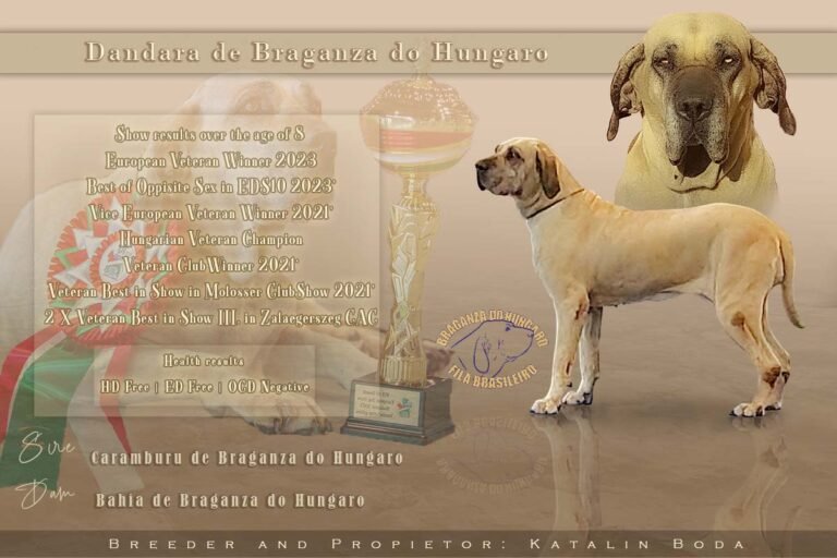 Fila brasileiro Dandara eredményei 8 éves kora felett verzió 2