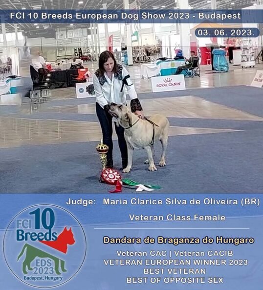 Fila brasileiro Európa kutyakiállítás 2023 Veterán osztály győztes, Best Veteran, Veterán Európagyőztes, BOS Résztvevő filák 20.