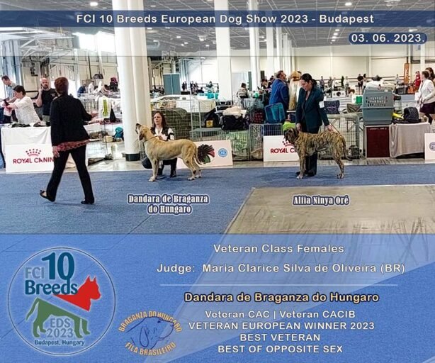 Fila brasileiro Európa kutyakiállítás 2023 Veterán osztály Dandara Veterán Európagyőztes lett