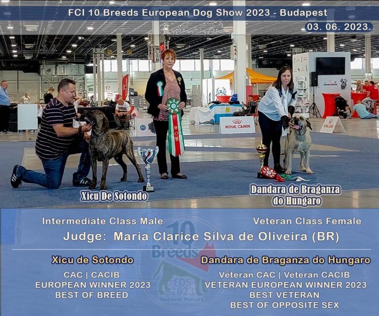 Európa kutyakiállítás 2023 Fila Brasileiro győztes kan és szuka (Dandara de Braganza do Hungaro)