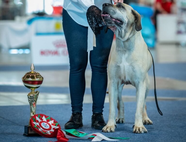Európa Kutyakiállítás Fila brasileiro Veterán Európagyőztes, Best Veteran, BOS, legszebb ellenkező nemű.