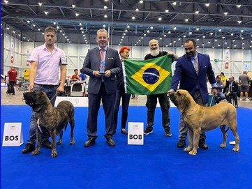 Fila brasileiro CACIB-os szuka és kan a 2023-as kutya világkiállításon