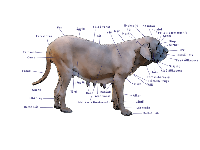 Sita Standard kép Fila brasileiro szuka testtájak
