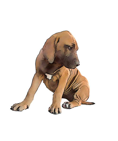 Bahiapup